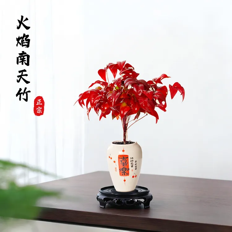 火焰南天竹盆栽耐寒耐热四季观叶好养活客厅桌面禅意绿植