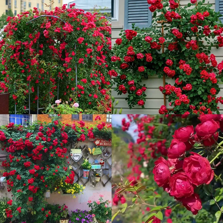 【木香花】无刺爬藤 花量大花期长 庭院造景（新疆西藏不包邮）