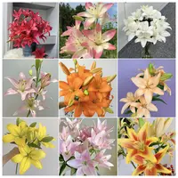 鲜花 10支3头眼线亚百合（无香型）+1把珍珠芭比泡泡 