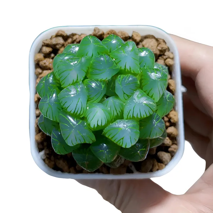 糯姬玉露多肉一颗室内阳台客厅小型盆栽带盆带土新手好养多肉植物
