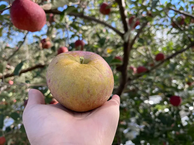 云南红河 西北勒丑苹果 很小 天生天长 皮厚 酸甜风味足 中通快递