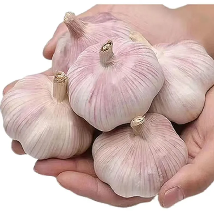 蒜农直销到手5斤特大果25年紫白皮多瓣干蒜