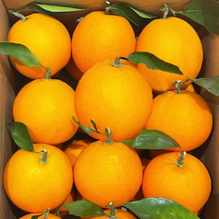 【双12精选】正宗赣南脐橙江西高山橙子应季新鲜孕妇水果包邮5/10