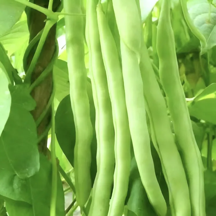 【头茬露天】高山新鲜四季豆现摘新鲜农家自种应季时令蔬菜爽脆豆角商品图