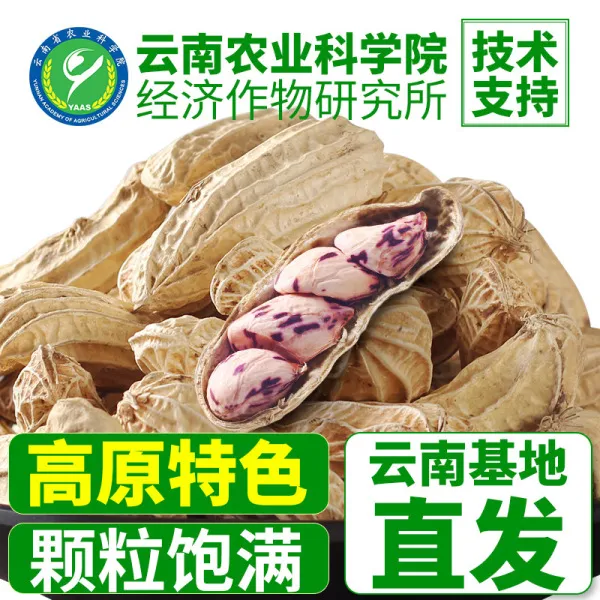 农科院七彩花生带壳生的熟新货七彩野地花生米云南特产种籽子AA