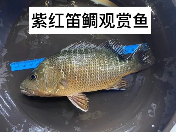 淡化紫红迪鲷观赏鱼红鸡红友凶猛稳定开口冷水野生原生鱼