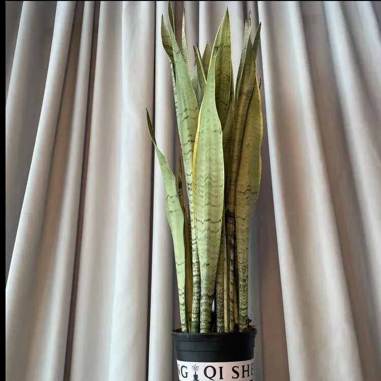 稀有品种高脚白金虎皮兰室内绿植落地摆放净化空气吸收甲醛
