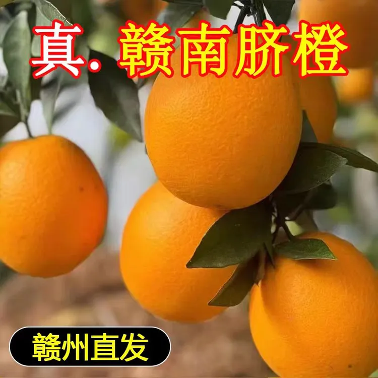 513850-01正宗江西赣南脐橙五斤装新鲜应季水果香甜橙子产地直发