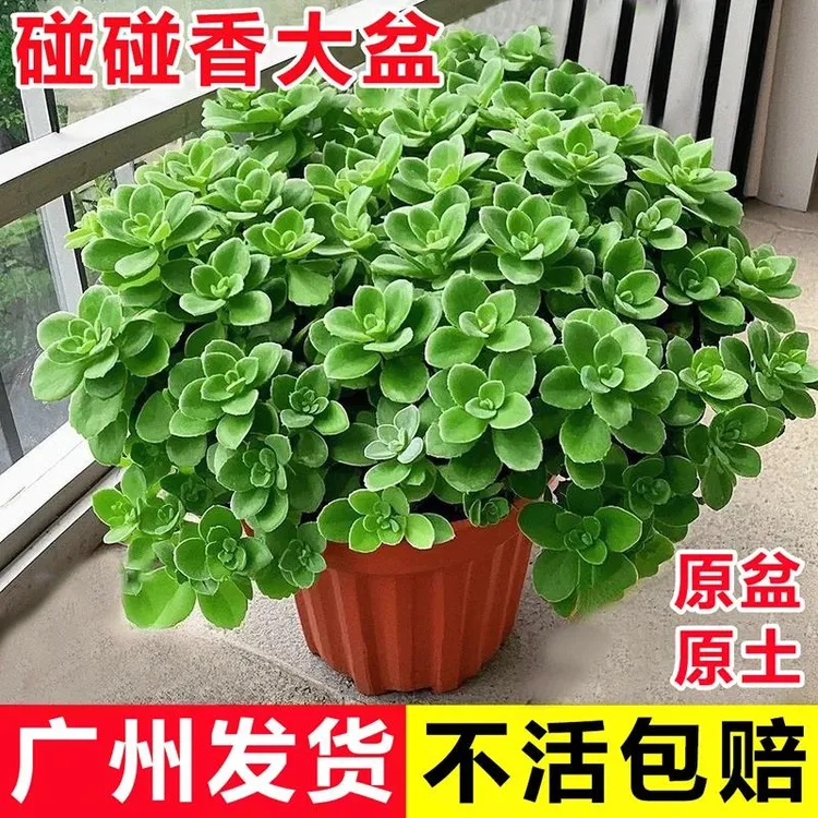 碰碰香盆栽室内驱蚊草花卉绿植一抹香多肉植物客厅净化空气薄荷苗