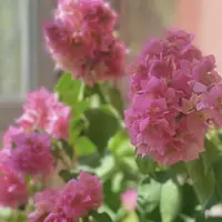 （重瓣粉）三角梅四季开花阳台花卉掉花掉叶介意慎拍