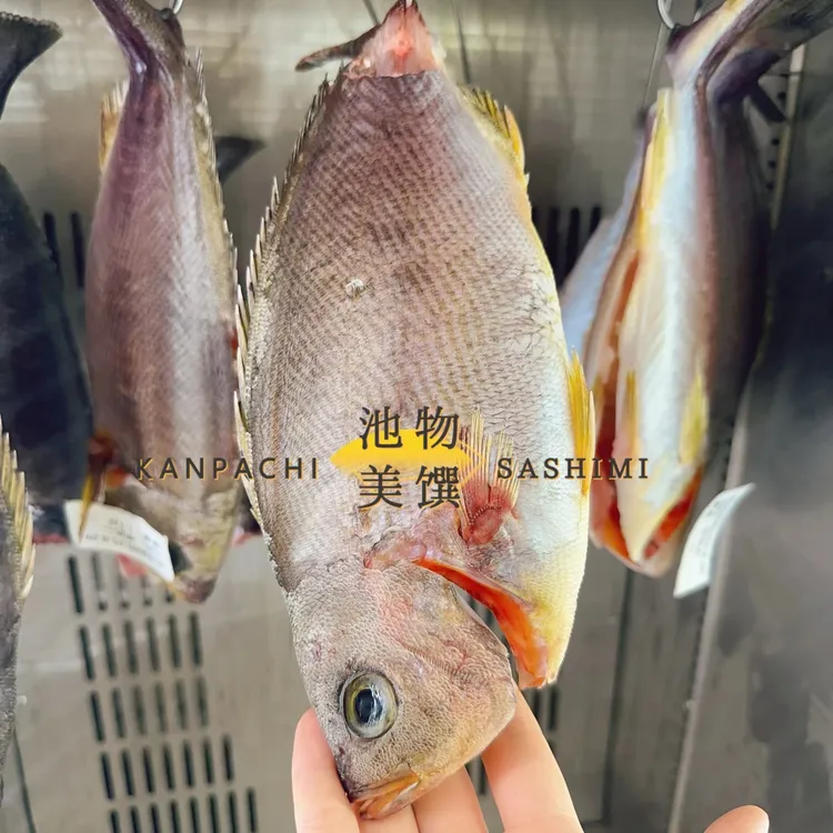 【冰鲜干式熟成刺身拼盘】 熟成刺身鰤鱼竹荚鱼伊佐木左口浓郁软糯