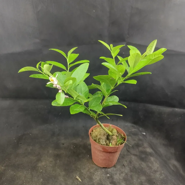 广东香水柠檬盆景老桩四季开花当年结果广东发货绿植庭院老桩
