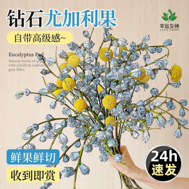 钻石尤加利果鲜花干花干果真花鲜切新果大枝云南基地直发现采花材