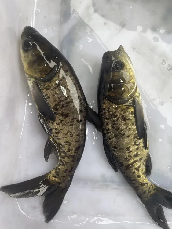 四川花鲢鱼鲢鳙鱼胖头鱼发货快递