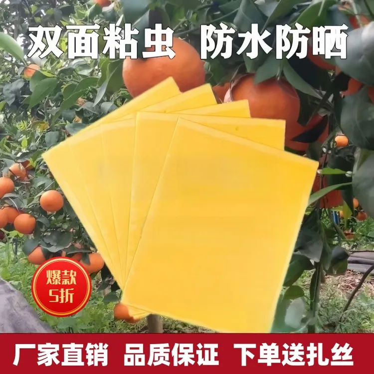 实蝇粘胶板果蝇诱粘板针蜂果园粘虫板防虫贴瓜果粘蝇纸柑橘灭蚊虫