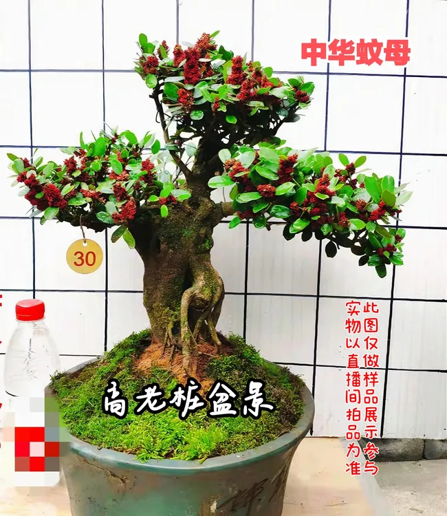 中华蚊母蓝天竹盆景直播间一物一拍