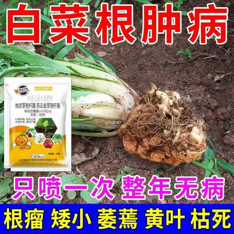 白菜根肿大白菜专用根肿菌核病黄叶烂杆症专治蔬菜根肿病根瘤菌