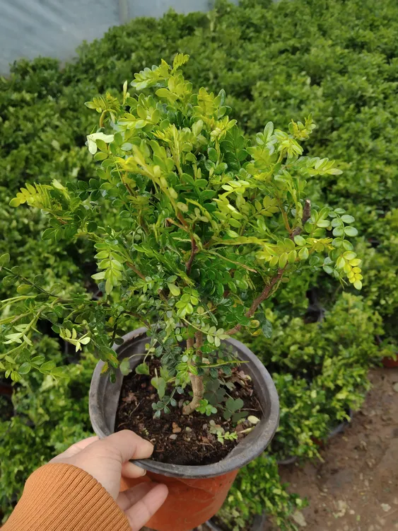 驱蚊清香木盆栽室内绿植净化空气易养花卉胡椒木植物