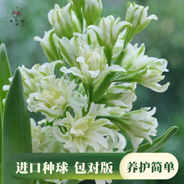 球朵朵风信子种球重瓣水培土培室内外阳台桌面秋冬易养风信子花