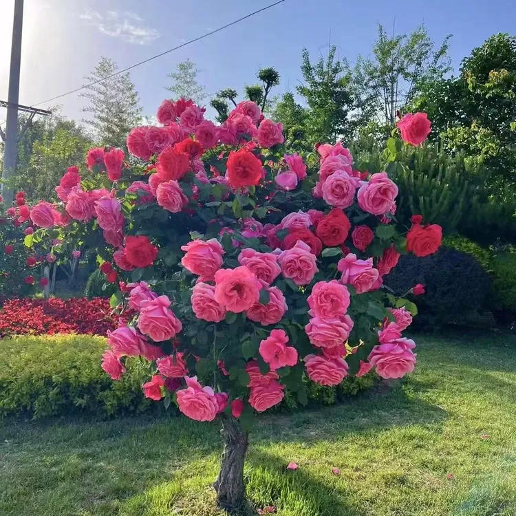 树桩棒棒糖月季玫瑰四季开花庭院阳台（基地月季树桩月季棒棒糖