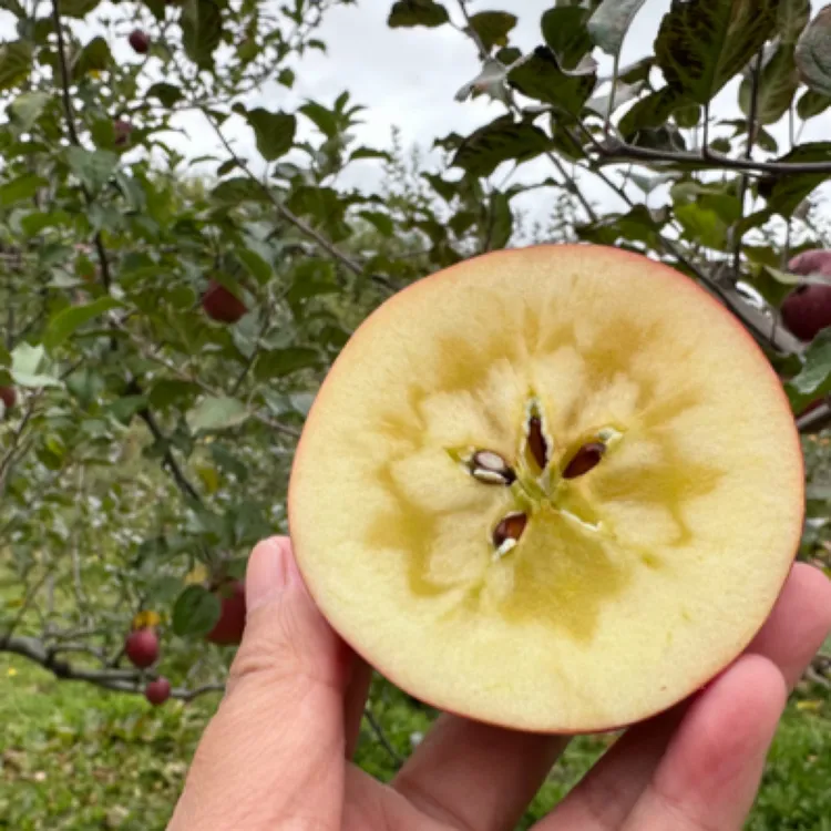 西藏林芝玉华早富冰糖心苹果脆甜多汁（邮政特快包邮）