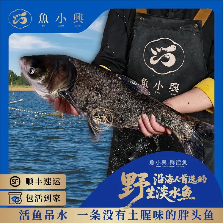 【鱼小興】正宗吊水活鱼胖头鱼鲢鱼鳙鱼大头鱼包头鱼胖头鱼