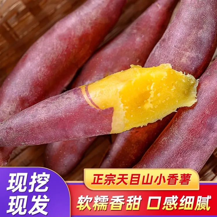 天目山小香薯食用地瓜新鲜手指番薯非临安板栗小红薯
