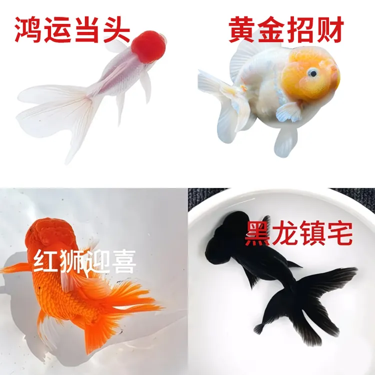 金鱼红头鱼红头活体鸿运当头淡水狮子头鱼缸小型鱼好养的观赏鱼