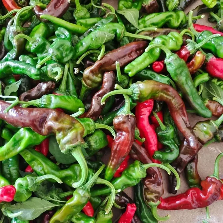 新鲜小皱皮特辣青红紫混装皱皮辣椒农家现摘