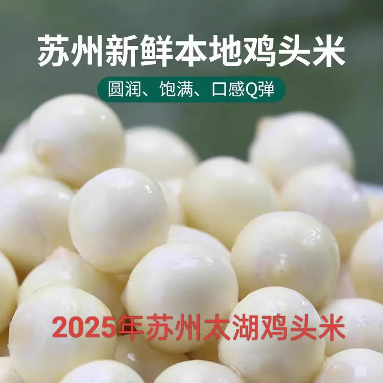 苏州大颗粒新鲜鸡头米芡实当季采摘软糯清香顺丰包邮每袋送糖桂花