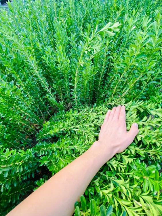 北方高杆雀舌黄杨小苗雀舌黄杨耐寒四季常绿耐寒耐旱栽种吸甲醛