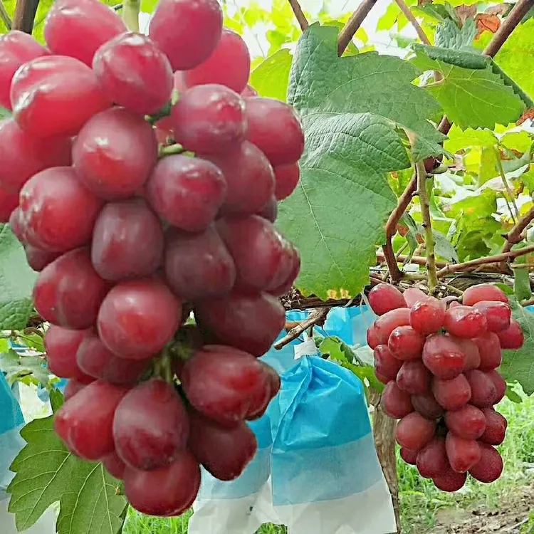 [一级大果]浪漫红颜无籽提子新鲜葡萄顺丰包邮山东烟台