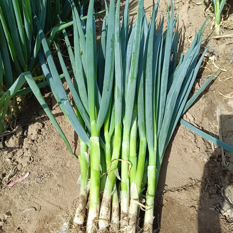 山东小香葱嫩小葱蘸酱凉拌做调味品