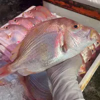 好吃到飞起野生手钓金波立 黄鲷（黄牙鲷）肉甜肉嫩肉香