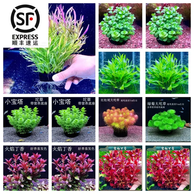 坨草合集【买5送一】 新手懒人水草  好养活植物草鱼缸造景净化水质