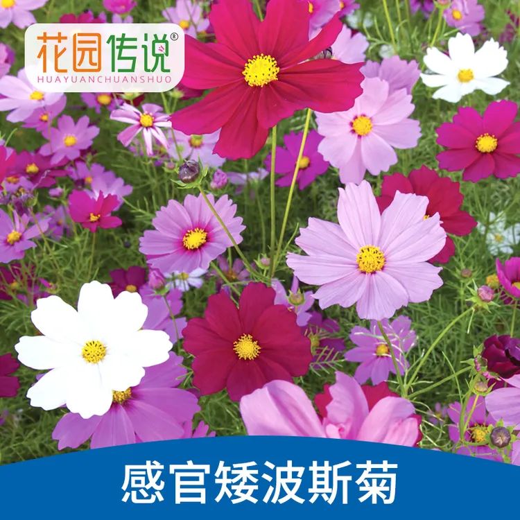 耐寒耐热【感官矮波斯菊花籽种子】花种子庭院阳台室外四季开花