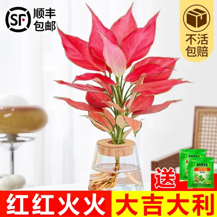 吉利红水培如意皇后室内盆栽植物发财树小绿植四季好养办公室花卉