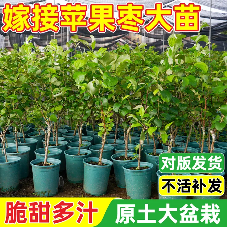 台湾大青枣树苗带土带叶嫁接牛奶大青枣苗高产大果盆栽地栽包成活