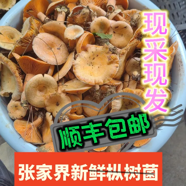 （桑植卓群）张家界高原新鲜野生松树菌重阳菌九月香