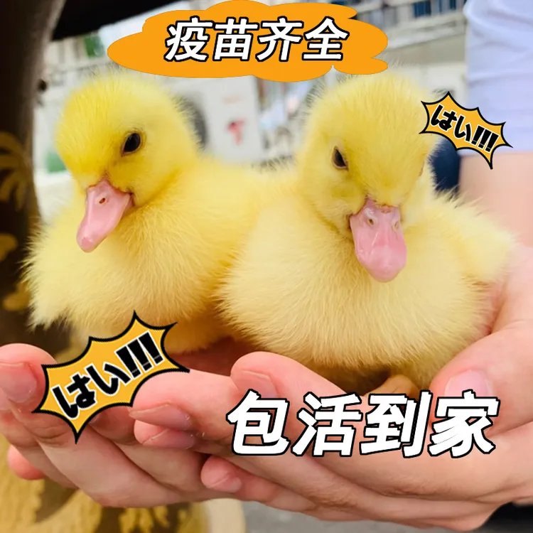 正宗小黄鸭网红可爱宠物柯尔鸭幼崽健康好养小鸭子苗顺丰包邮到家