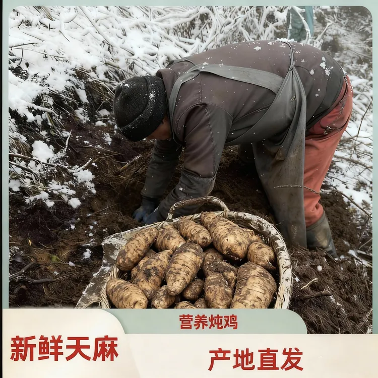 贵州天麻野生天麻正宗仿野生林下种植天麻可煲汤泡酒炖肉滋补食用