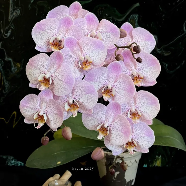 蝴蝶兰(奥尔堡)3寸杯苗