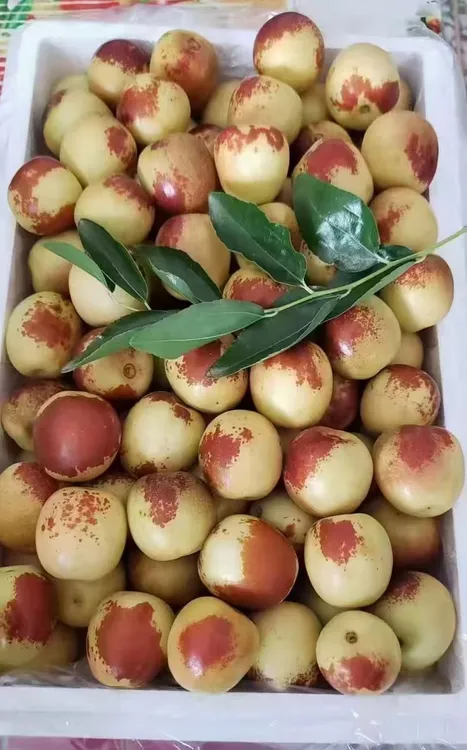 正宗陕西大荔县头茬冬枣现摘维生素果新鲜超大脆甜多汁应季水果