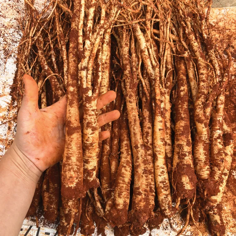 云南臭参臭头参云参3年粗根农家自种可用于炖鸡炖排骨
