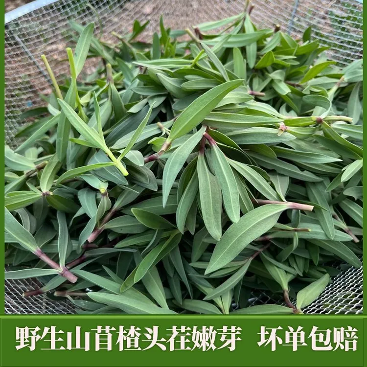 山东野生山苜楂山菜蚂蚱菜山野菜现采现发