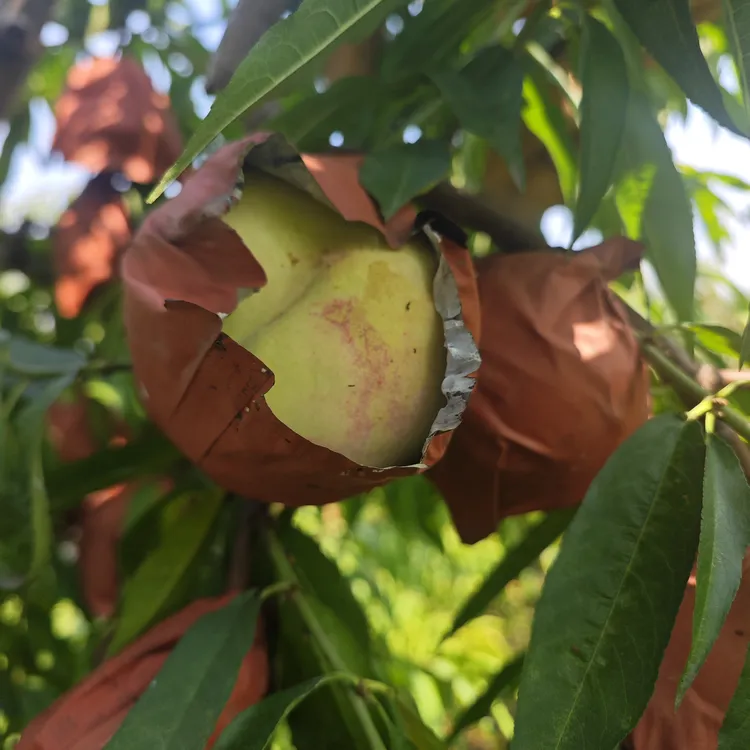 脆甜离核现摘山桃小冬桃秋冬当季新鲜硬桃水果