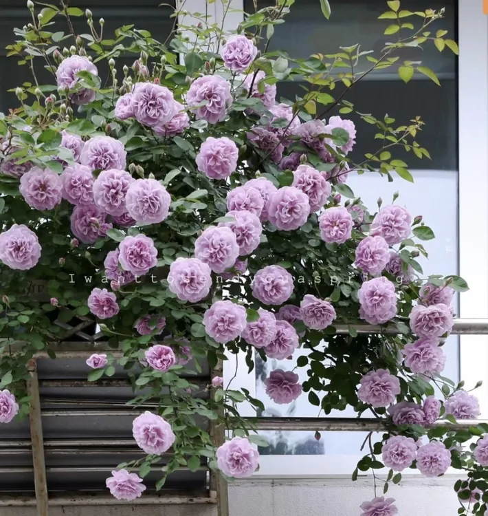 【蓝色阴雨】 中苗爬藤蔷薇月季花苗多季开花庭院阳台耐寒植物