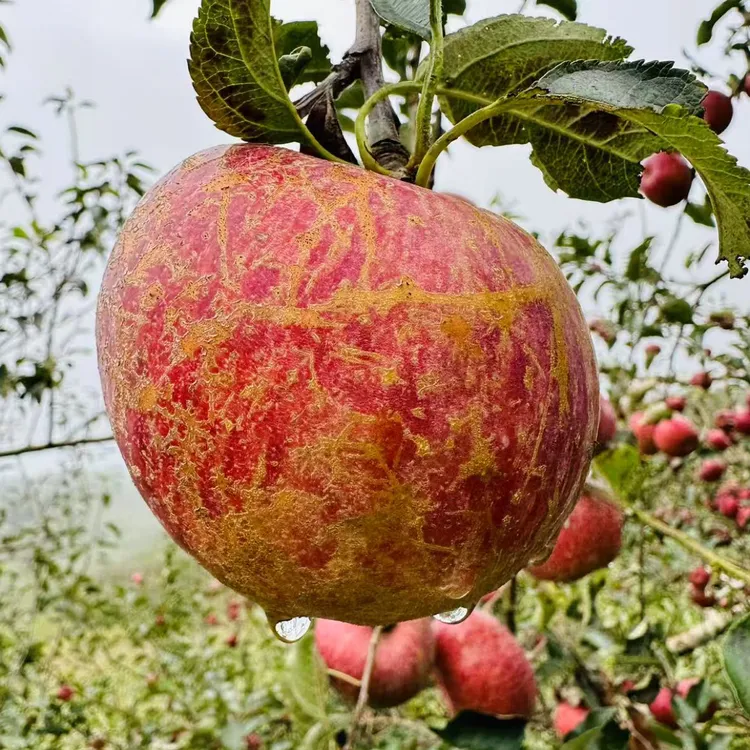 云南蒙自冰糖心丑苹果新鲜水果现摘脆甜多汁营养丰富