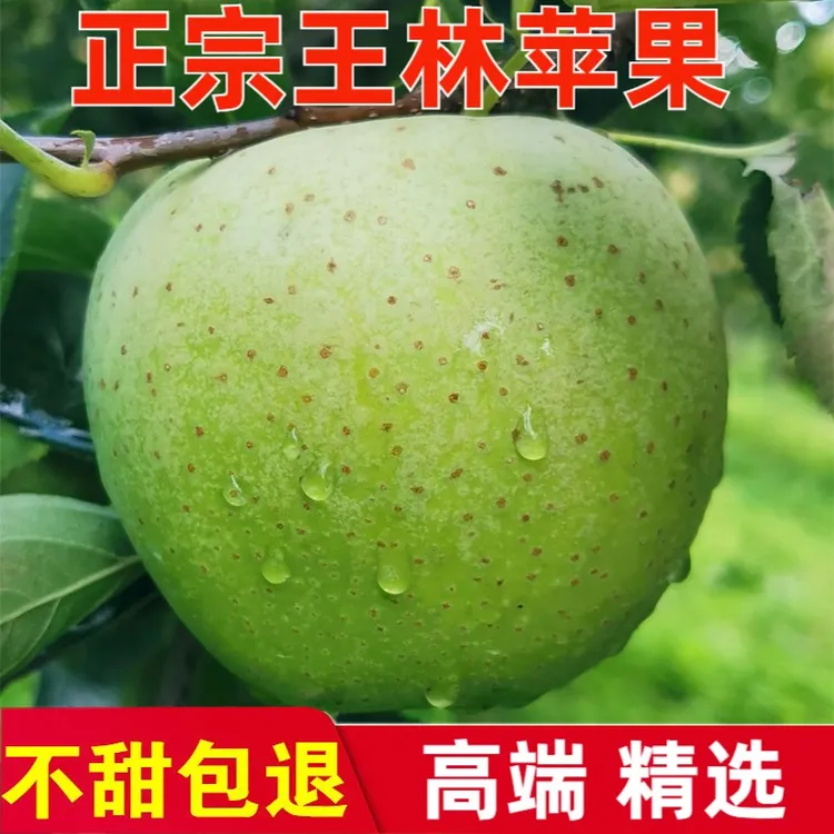 【顺丰包邮】山东蜜雪王林苹果青森王林苹果新鲜水果脆甜多汁水果