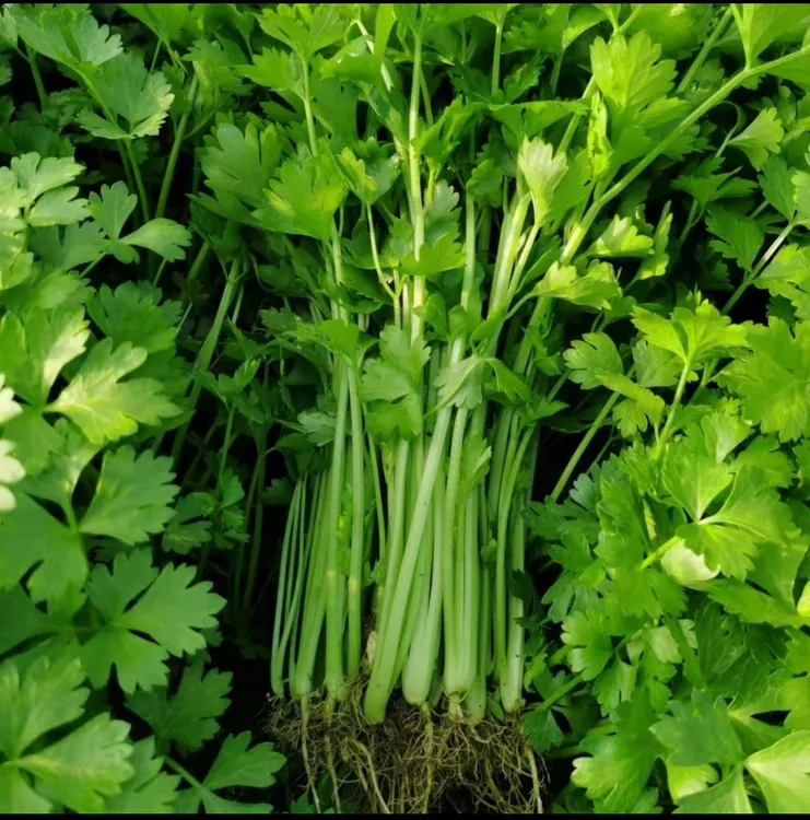 芹菜农家新鲜小香芹山泉水浇灌芹菜新鲜时令蔬菜减肥必备时令蔬菜